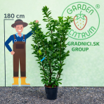 Vavrínovec lekársky (Prunus laurocerasus) ´NOVITA´ - výška 150-175 cm, kont. C18L (-21°C)